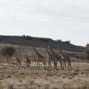 Giraffen, Auchterlonie